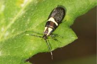 Dasycera oliviella