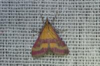 Pyrausta sanguinalis