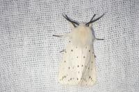 Spilosoma lubricipeda