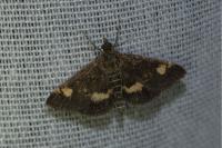 Pyrausta aurata