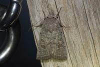 Hoplodrina ambigua
