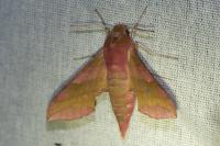Deilephila porcellus