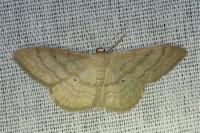 Idaea deversaria