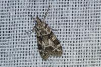 Eudonia delunella