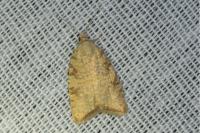 Aleimma loeflingiana