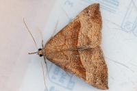 Hypena proboscidalis