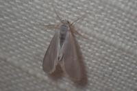 Acentria ephemerella