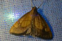 Evergestis limbata