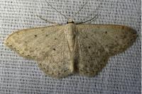 Idaea seriata