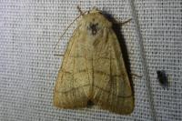 Charanyca trigrammica