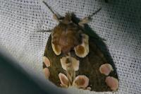 Thyatira batis