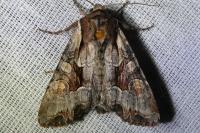 Lacanobia w-latinum