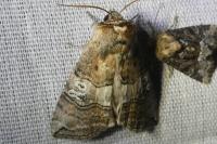 Tethea ocularis