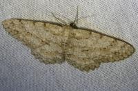 Hypomecis punctinalis