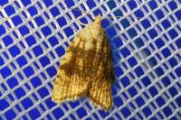 Aleimma loeflingiana