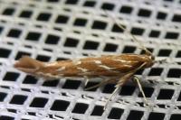 Pyroderces argyrogrammos