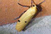 Lithosia quadra