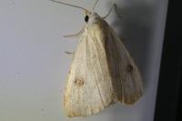 Rivula sericealis