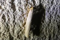 Eilema caniola