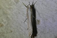 Crambus lathoniellus