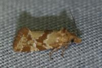 Aethes hartmanniana