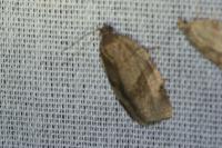 Choristoneura hebenstreitella