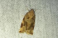 Archips xylosteana