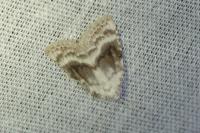 Meganola albula