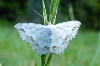 Scopula ornata