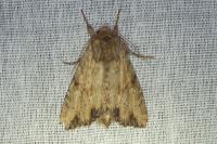 Apamea sublustris