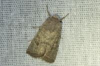 Hoplodrina ambigua