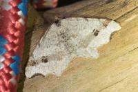 Macaria alternata