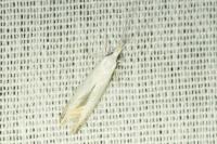 Coleophora