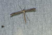 Emmelina argoteles/monodactyla