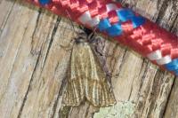 Thisanotia chrysonuchella