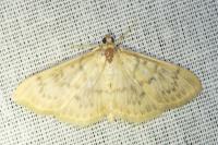 Patania ruralis
