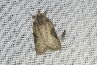 Nycteola revayana