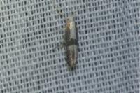 Argyresthia spinosella