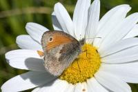 Coenonympha pamphilus