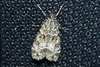 Eudonia mercurella