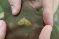 Camptogramma bilineata