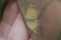 Camptogramma bilineata