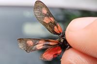 Zygaena trifolii