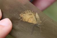 Ematurga atomaria