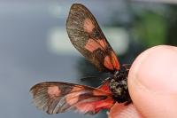 Zygaena trifolii