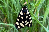 Arctia villica