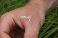 Pterophorus pentadactylus