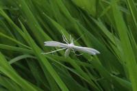 Pterophorus pentadactylus