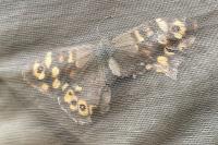 Pararge aegeria