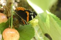 Vanessa atalanta